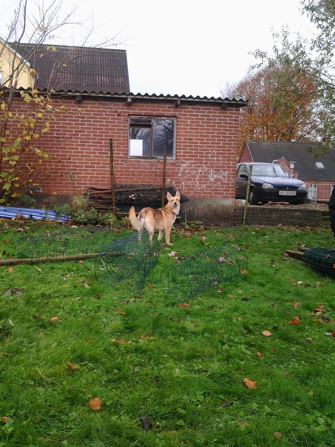 Blanding af racer Foxy Lady billede 4