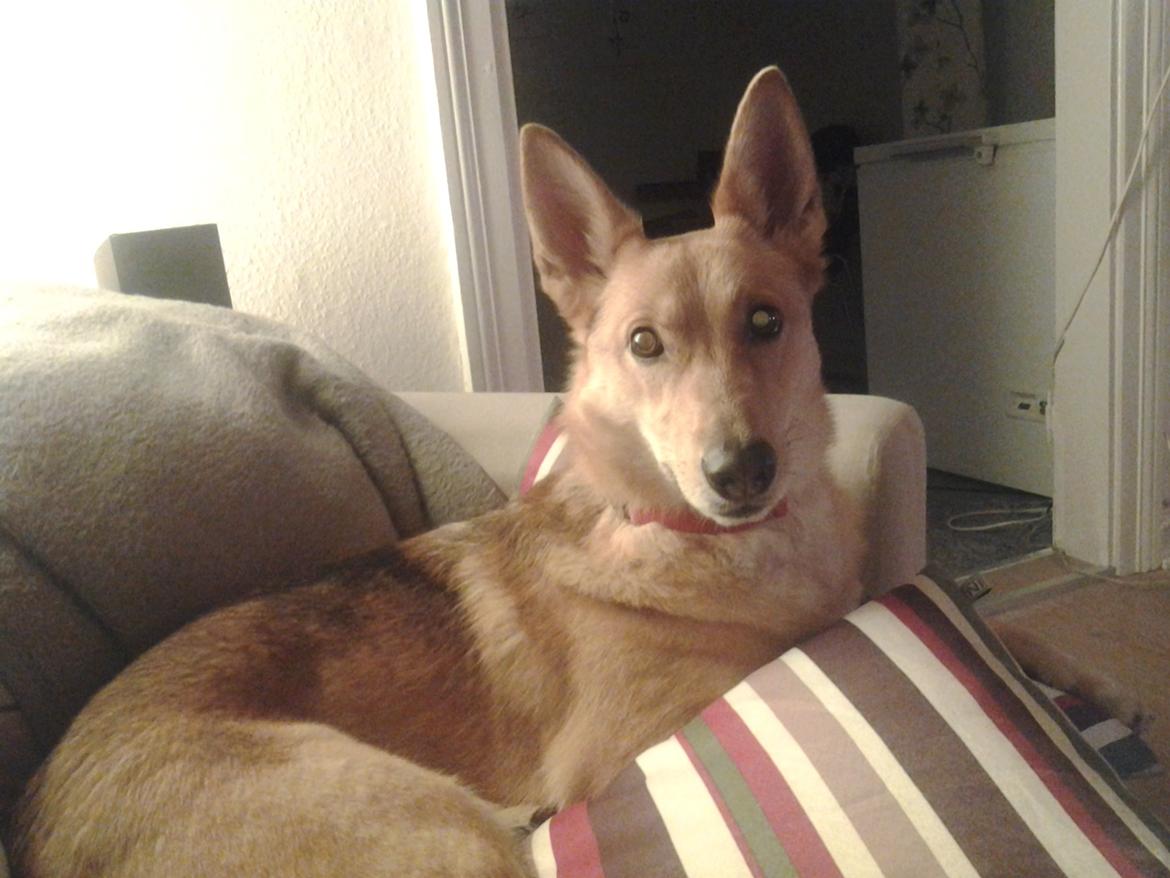 Blanding af racer Foxy Lady billede 5