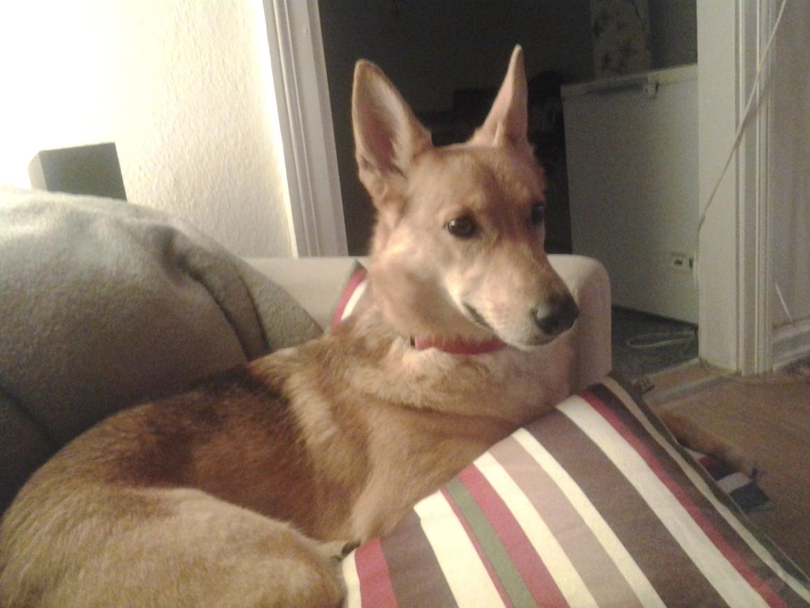 Blanding af racer Foxy Lady billede 6