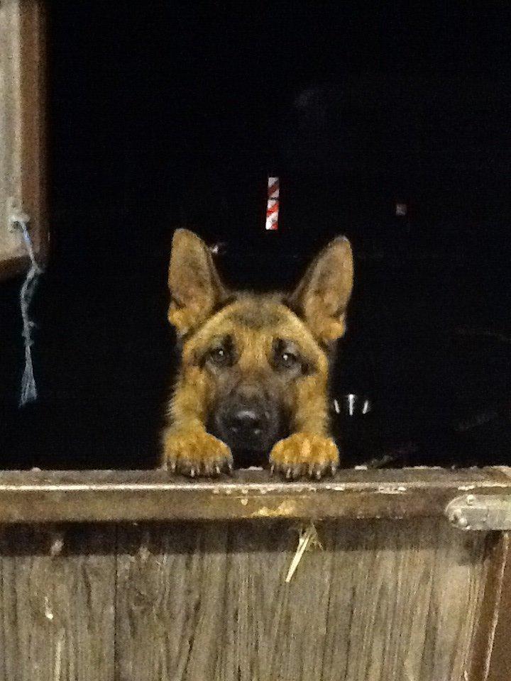 Schæferhund Oline(Tidl. Hund) billede 2