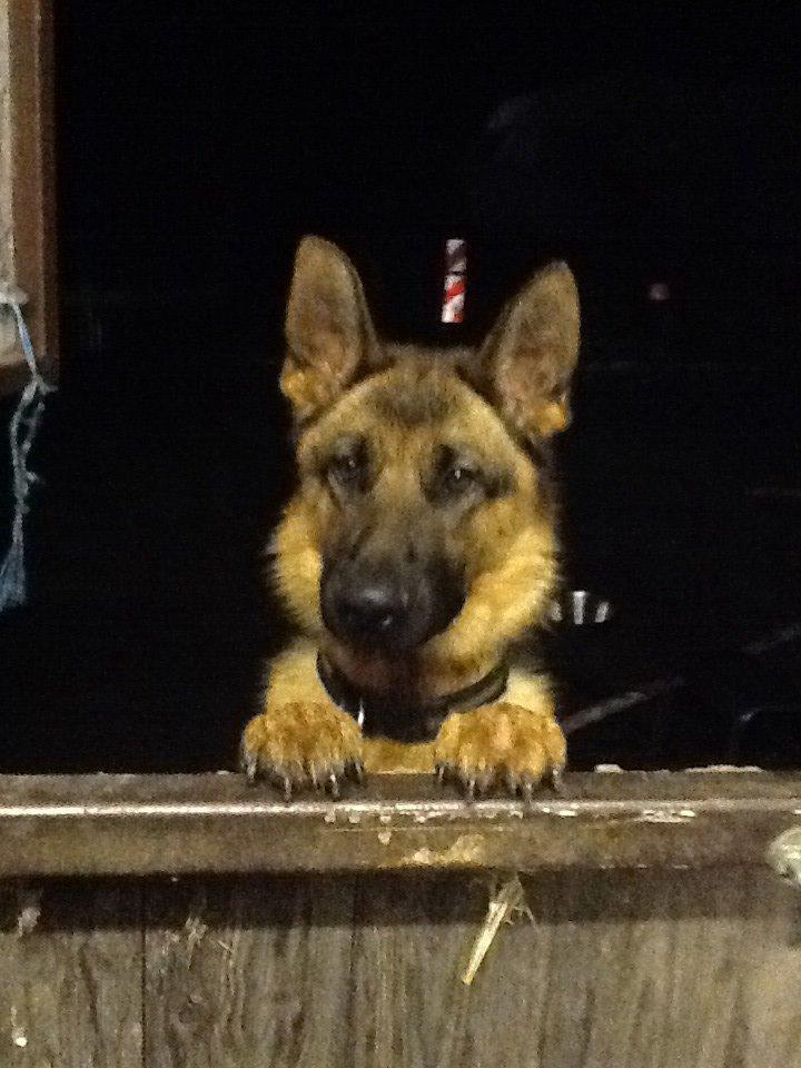 Schæferhund Oline(Tidl. Hund) billede 4