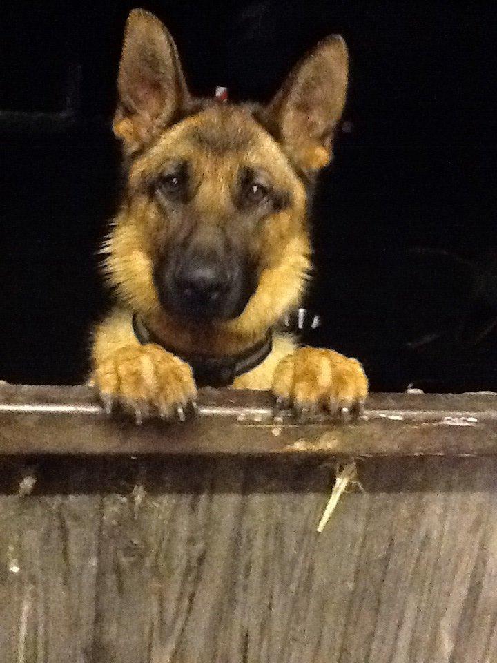 Schæferhund Oline(Tidl. Hund) billede 5