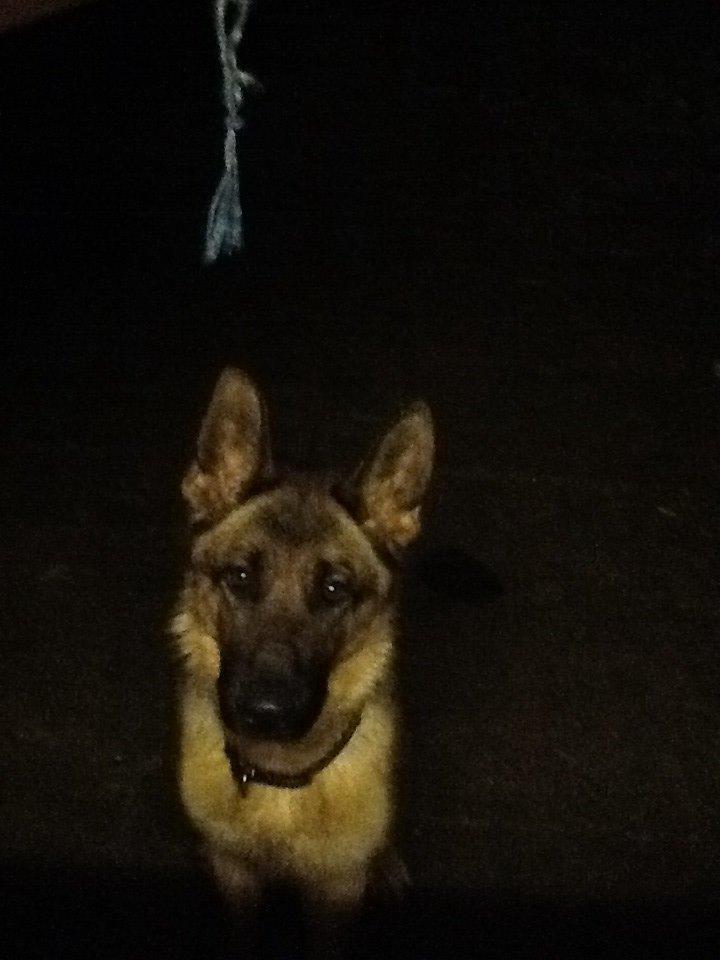 Schæferhund Oline(Tidl. Hund) billede 6