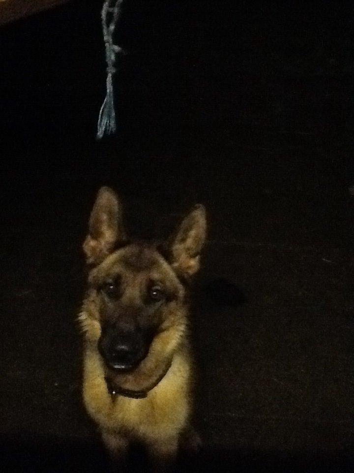 Schæferhund Oline(Tidl. Hund) billede 8