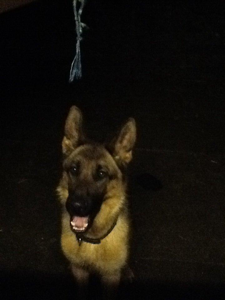 Schæferhund Oline(Tidl. Hund) billede 9