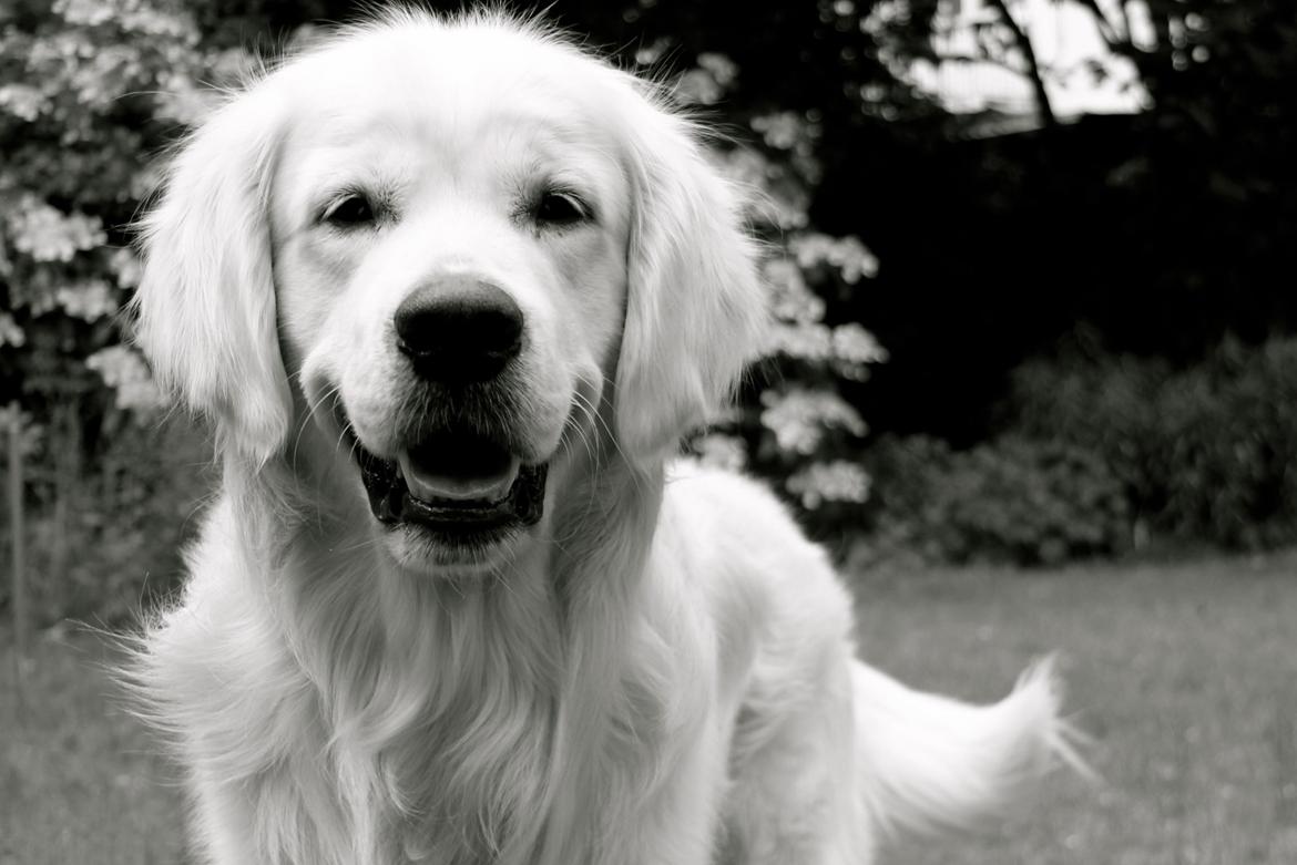 Golden retriever Margaux - Velkommen til mit galleri :-) billede 1