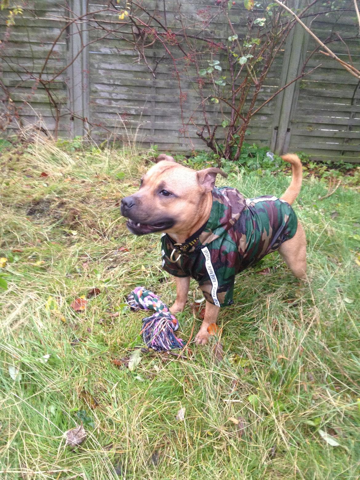 Staffordshire bull terrier KBHV2015 Wenk Staff' s King In A Corner aka Elo billede 18