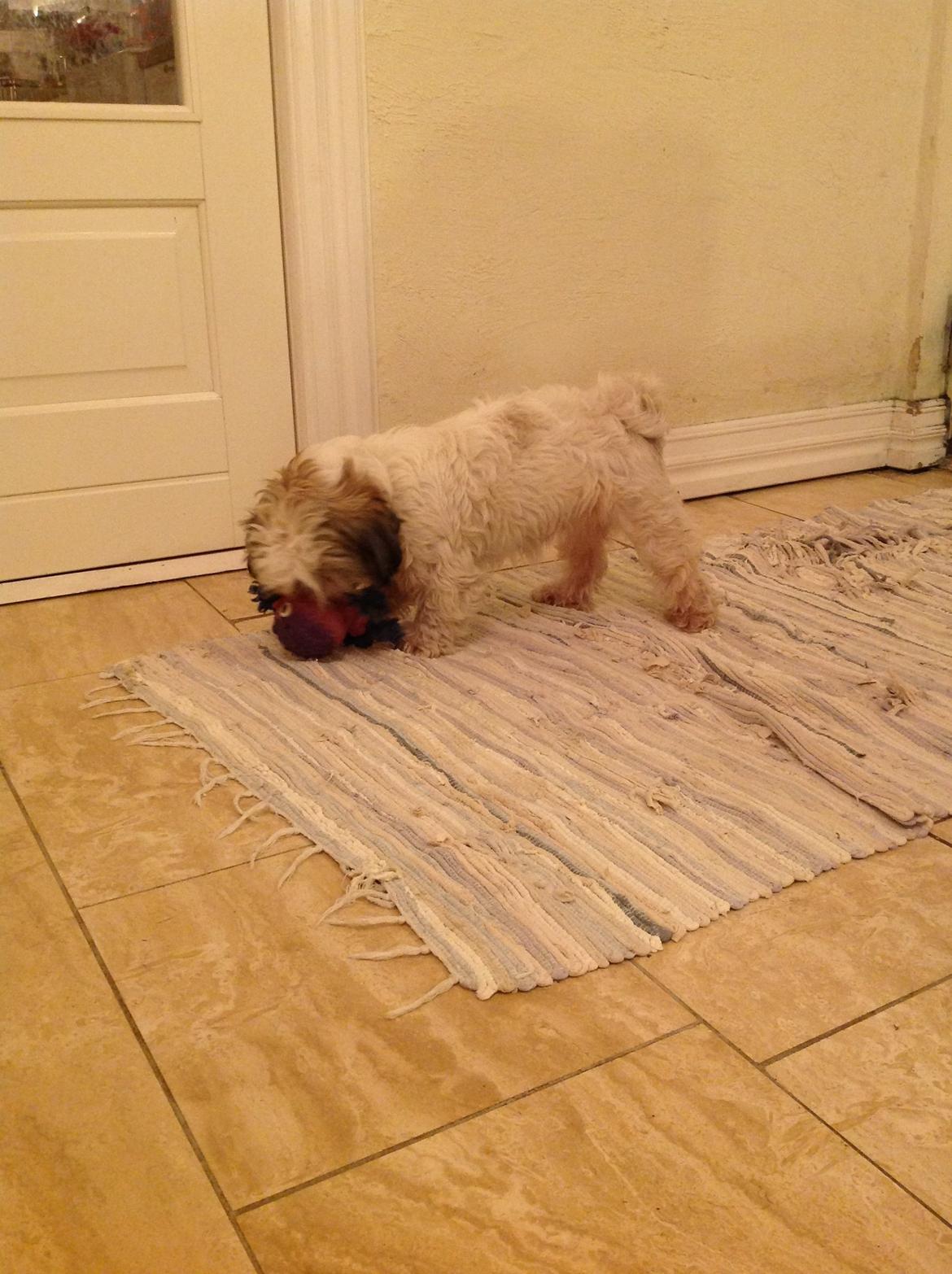 Shih tzu Madicken billede 1