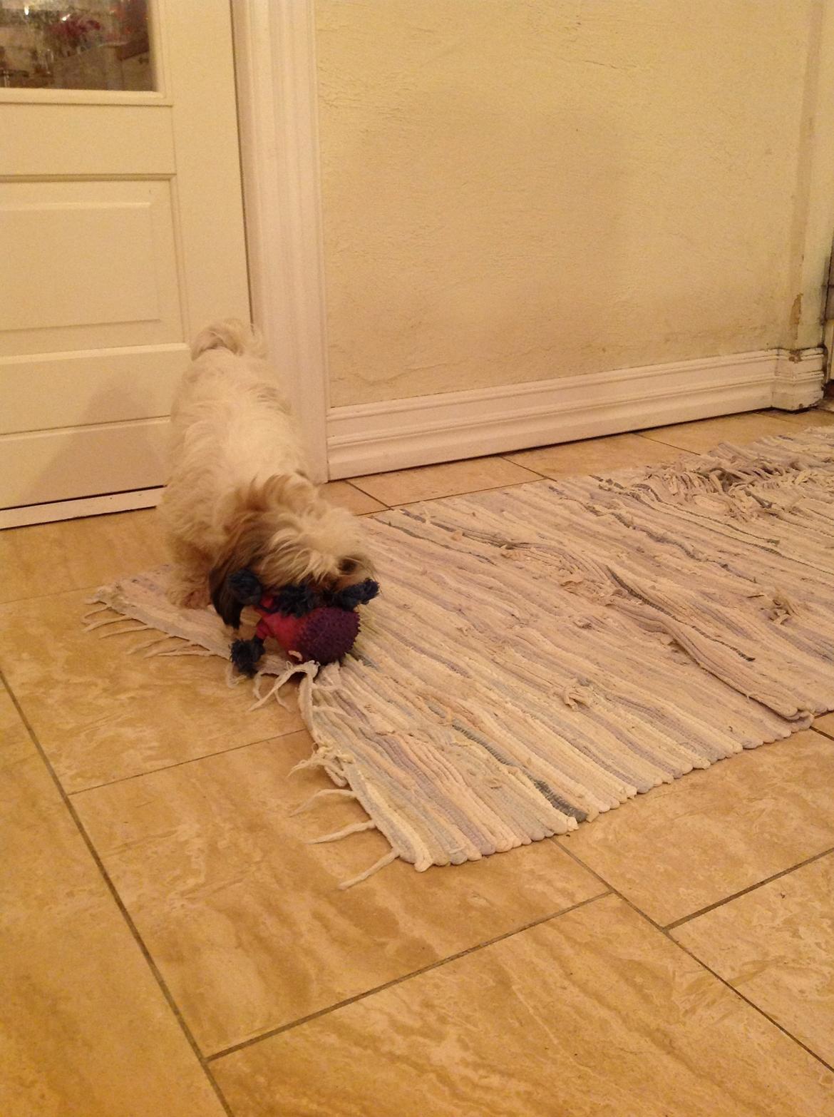 Shih tzu Madicken billede 2