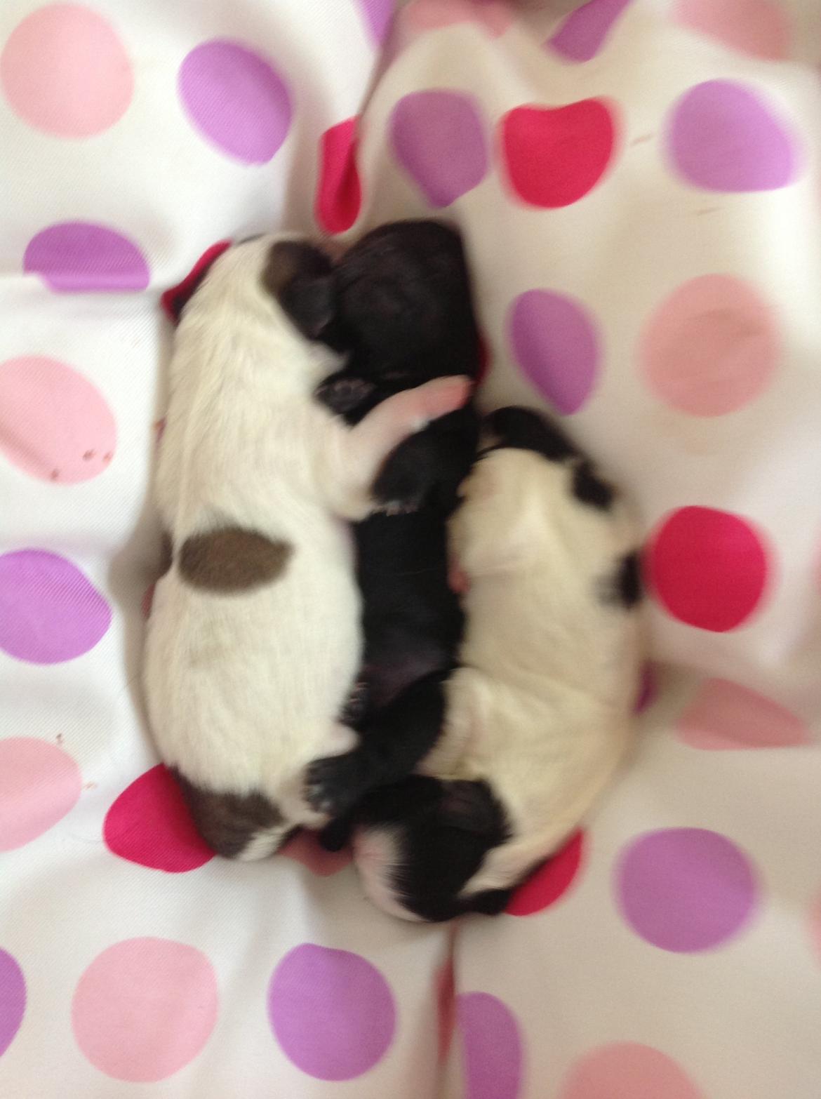 Shih tzu Madicken billede 4