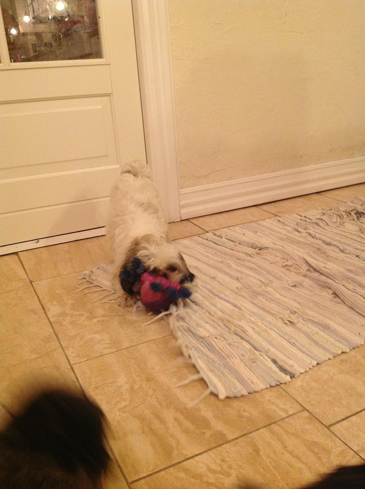 Shih tzu Madicken billede 5