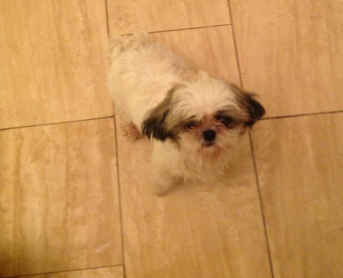 Shih tzu Madicken billede 6
