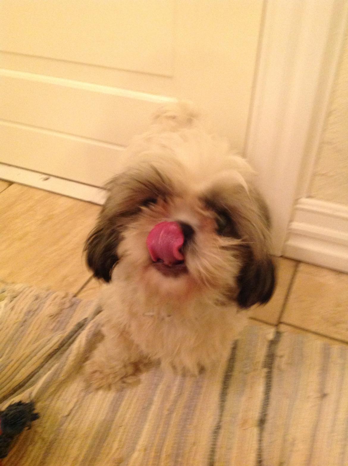 Shih tzu Madicken billede 7