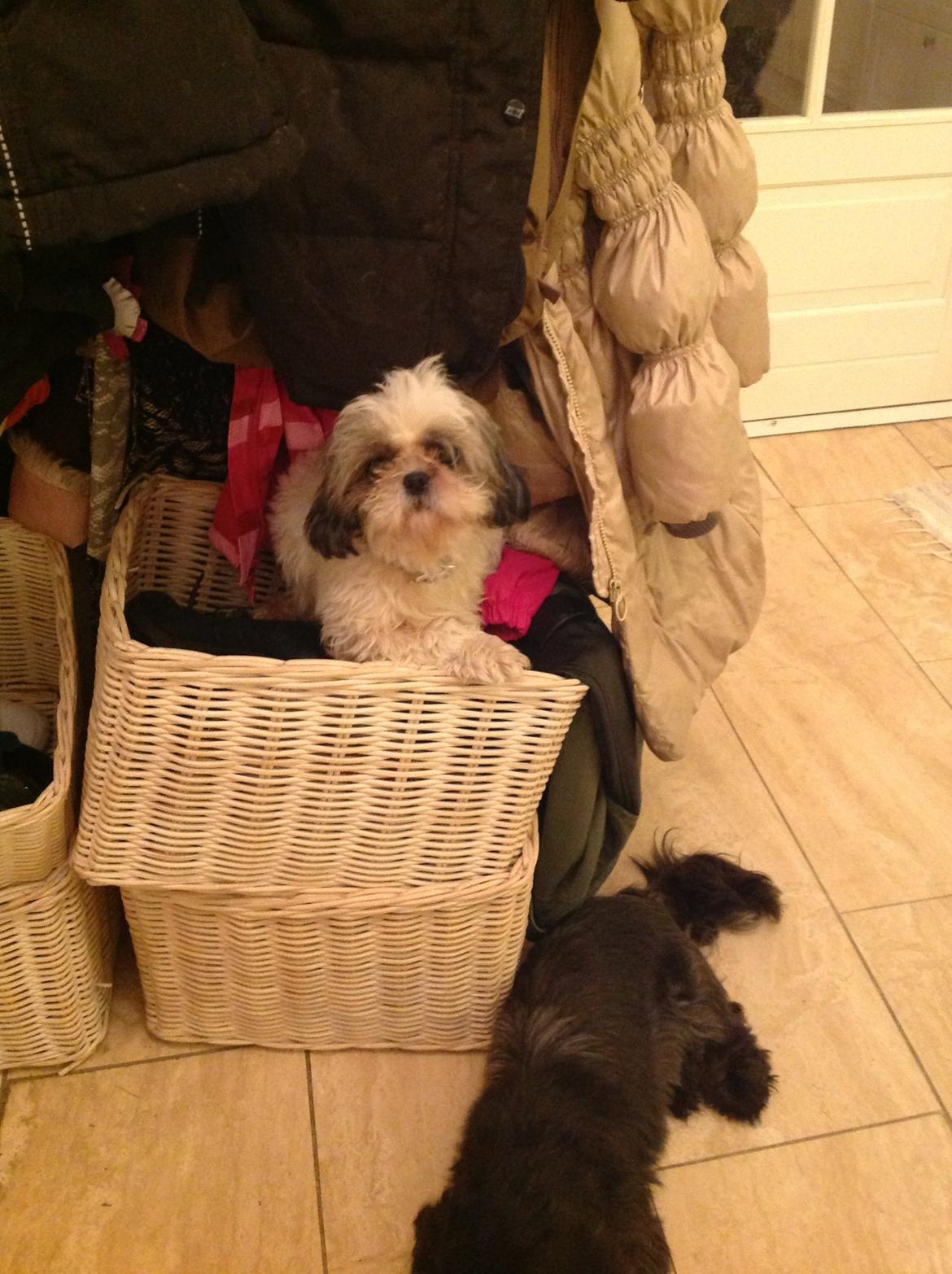 Shih tzu Madicken billede 8