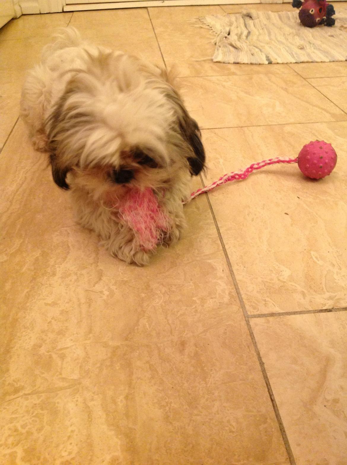 Shih tzu Madicken billede 9