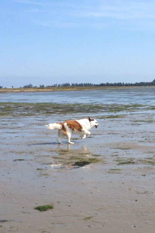 Blanding af racer Odin (Himmelhund) billede 17