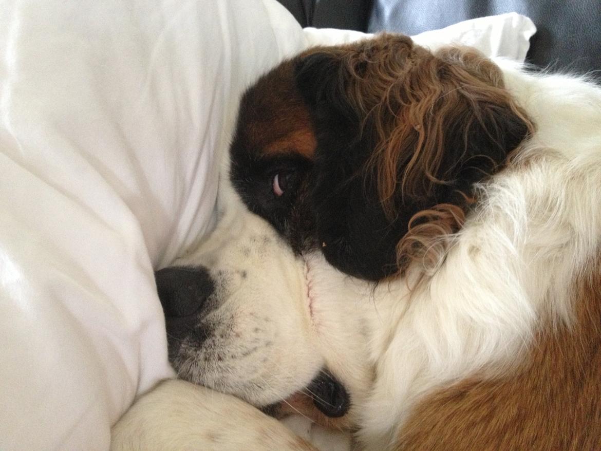 Blanding af racer Odin (Himmelhund) billede 18