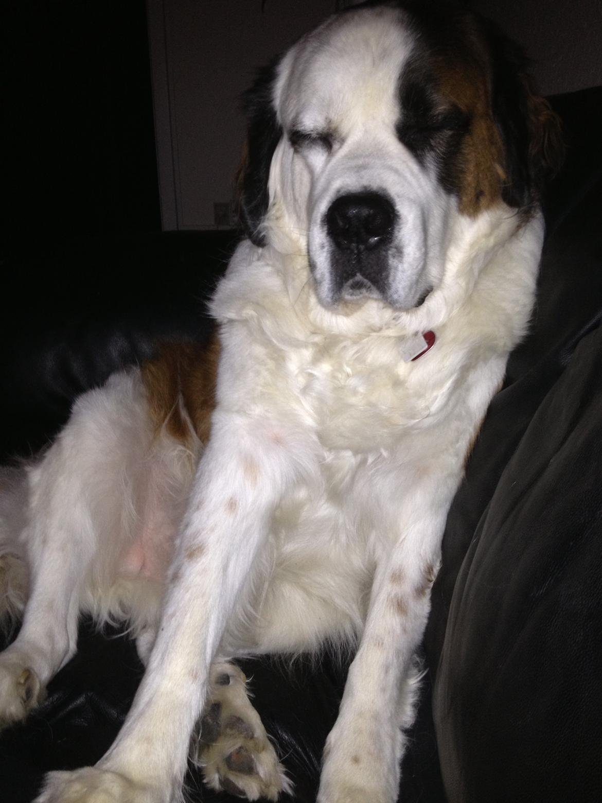 Blanding af racer Odin (Himmelhund) billede 19