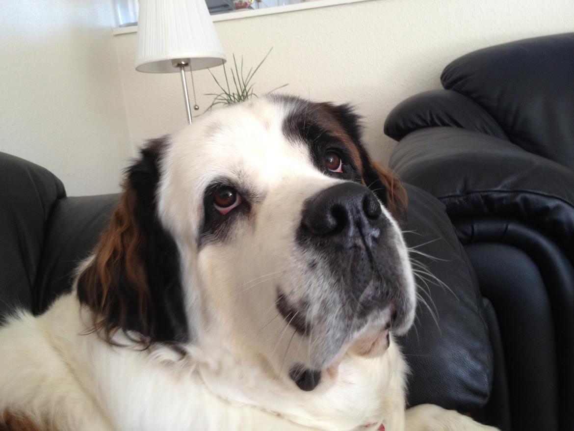 Blanding af racer Odin (Himmelhund) billede 20