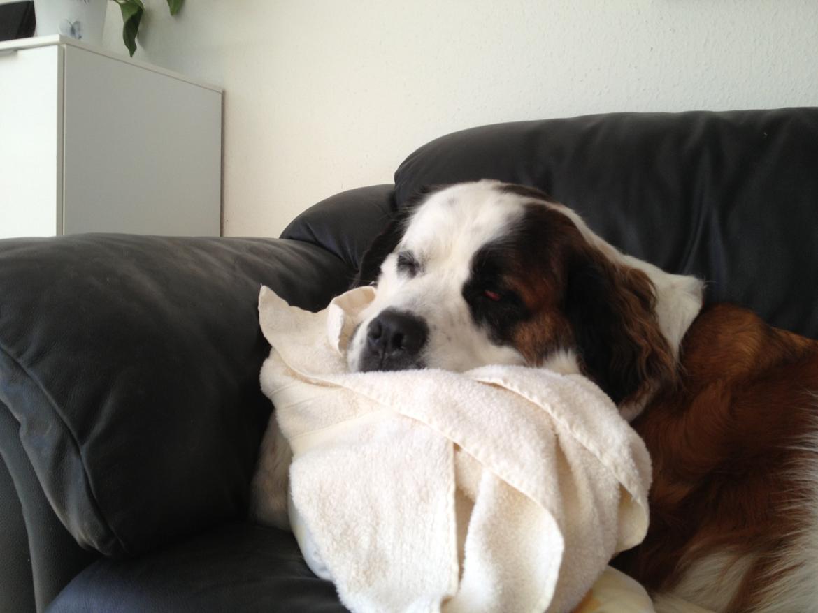 Blanding af racer Odin (Himmelhund) billede 21