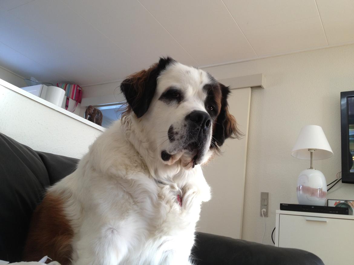 Blanding af racer Odin (Himmelhund) billede 22