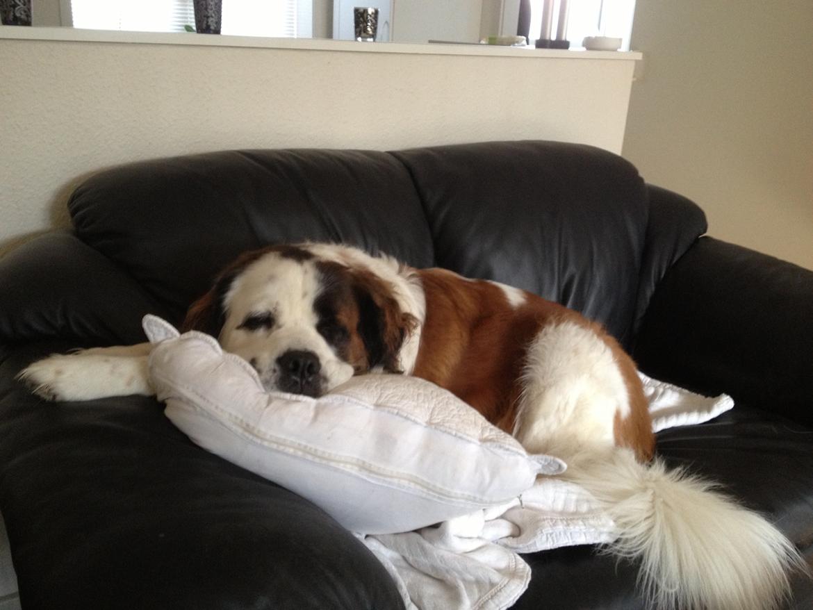 Blanding af racer Odin (Himmelhund) billede 23