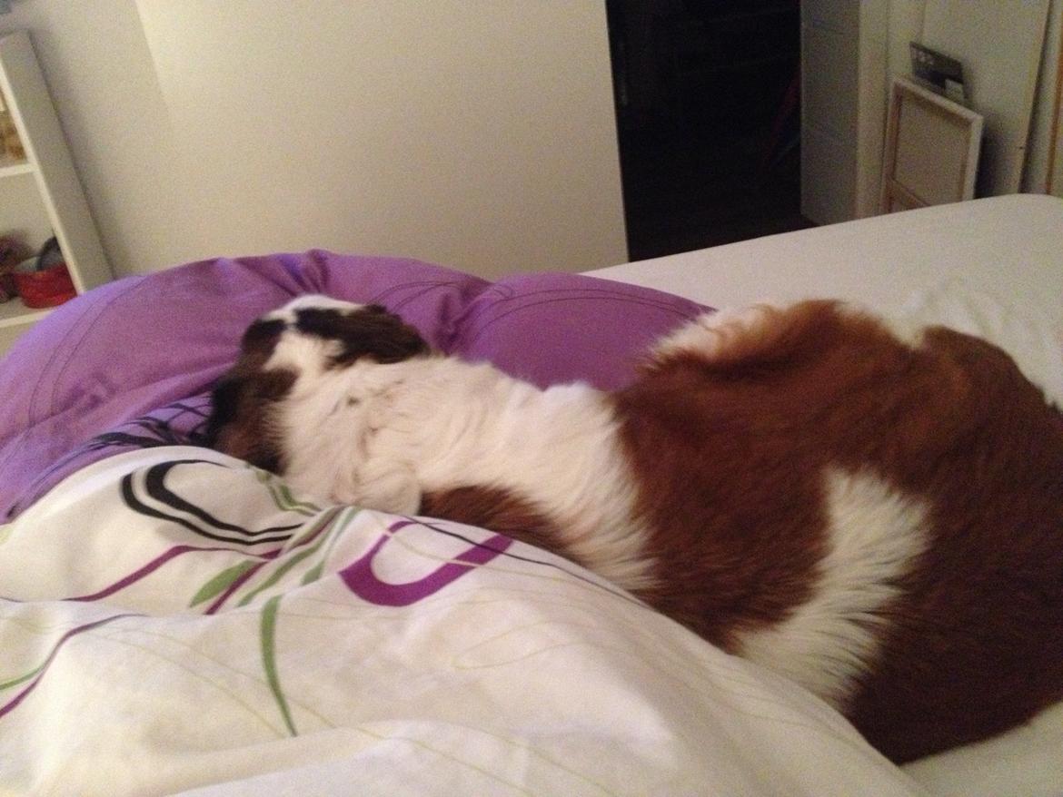 Blanding af racer Odin (Himmelhund) billede 24