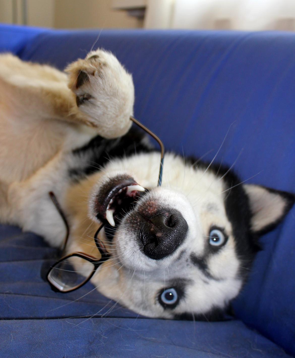 Siberian husky Einstein billede 4