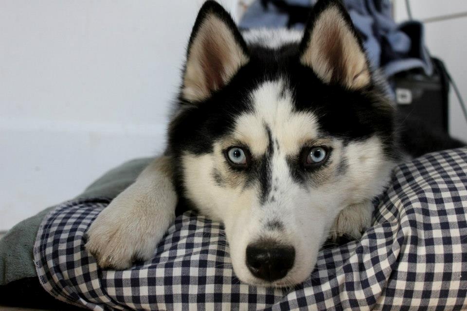 Siberian husky Einstein billede 2
