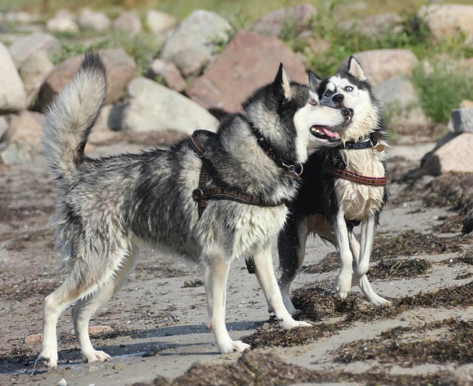 Alaskan malamute Laika *Aflivet* billede 35