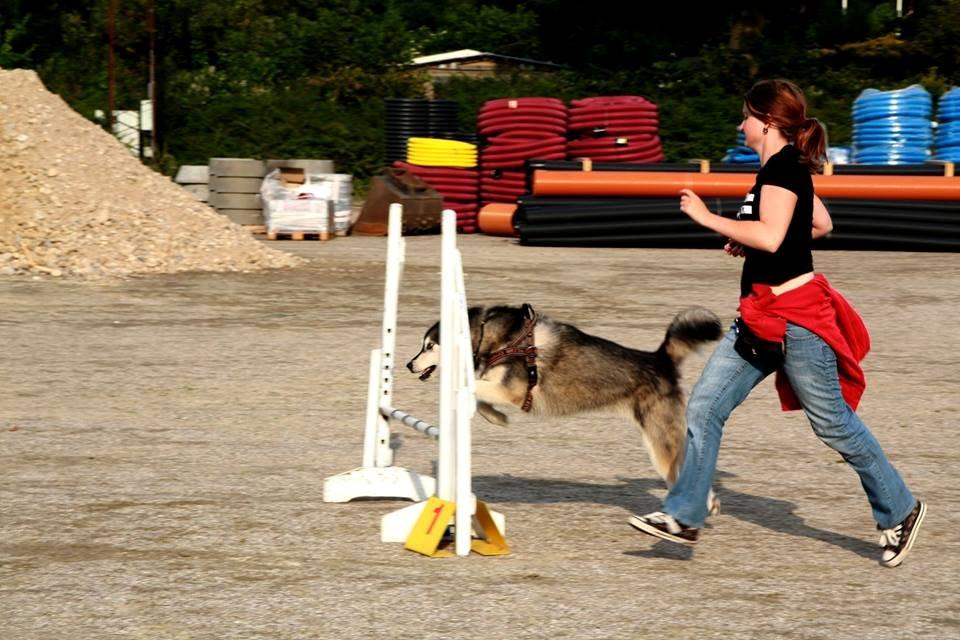 Alaskan malamute Laika *Aflivet* billede 38