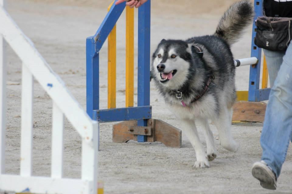 Alaskan malamute Laika *Aflivet* billede 39