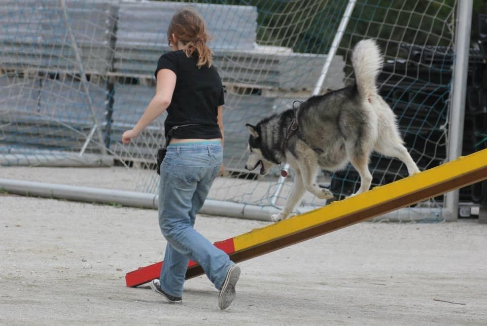 Alaskan malamute Laika *Aflivet* billede 42