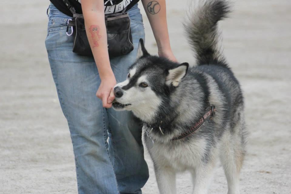 Alaskan malamute Laika *Aflivet* billede 43