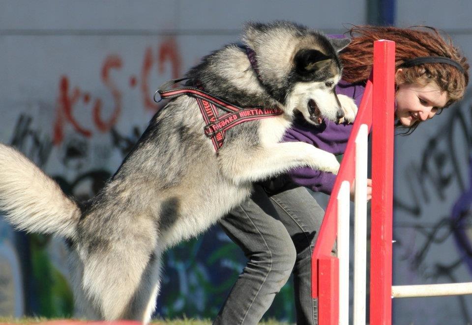 Alaskan malamute Laika *Aflivet* billede 2