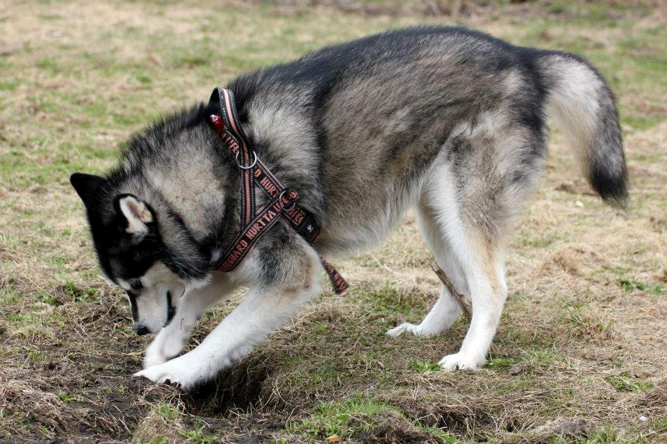 Alaskan malamute Laika *Aflivet* billede 44