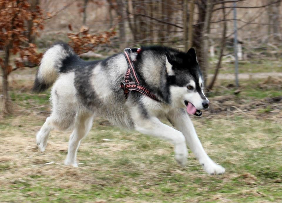 Alaskan malamute Laika *Aflivet* billede 45