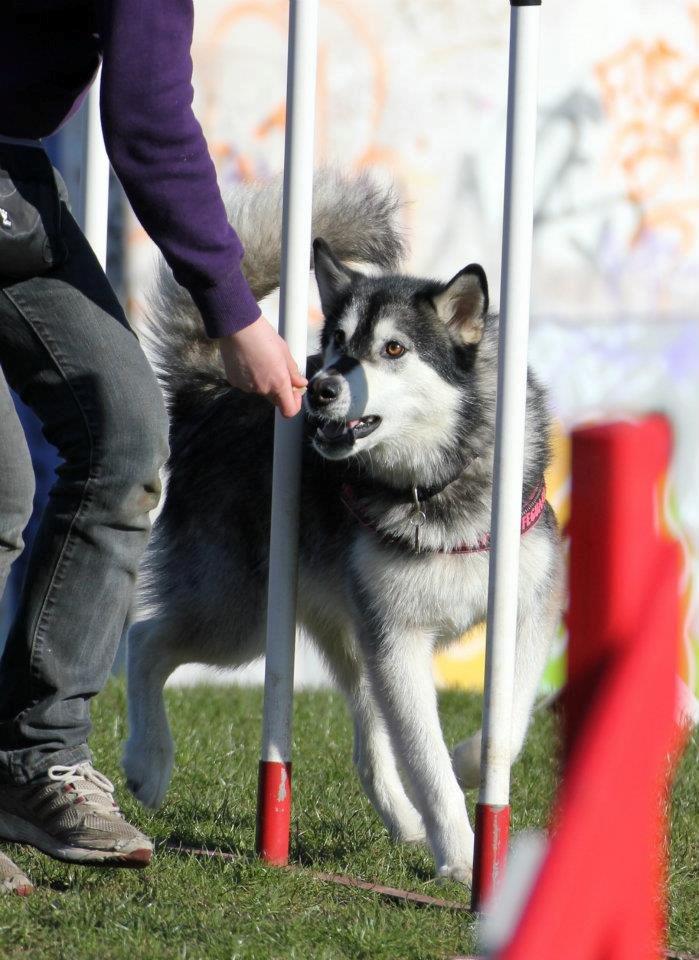 Alaskan malamute Laika *Aflivet* billede 46