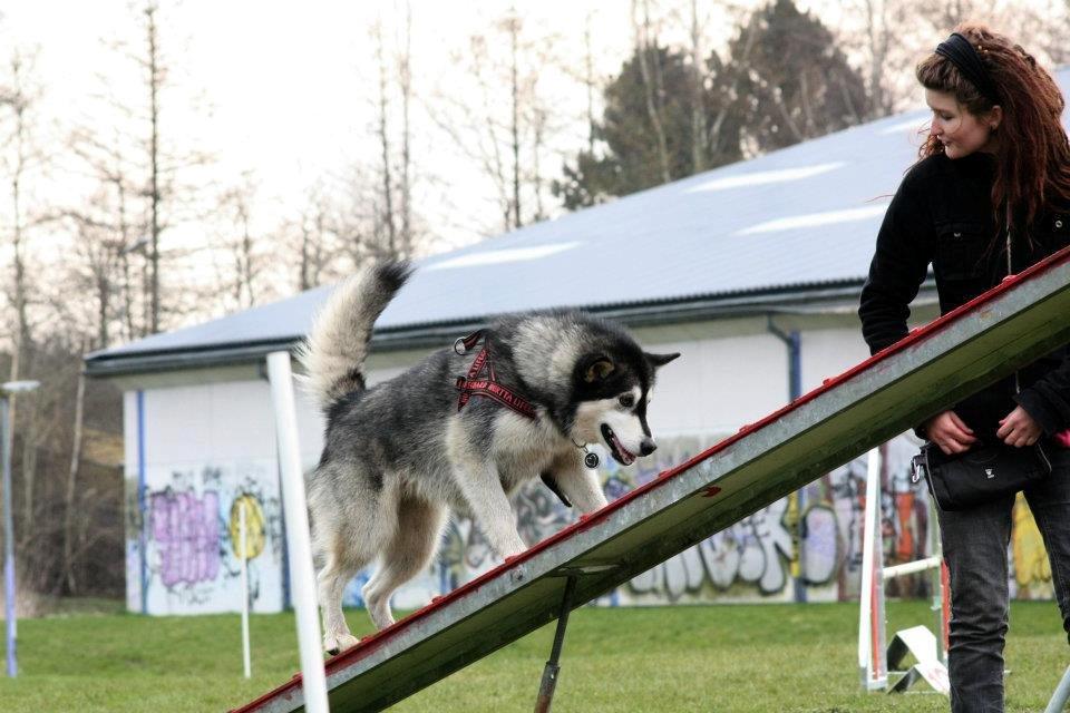 Alaskan malamute Laika *Aflivet* billede 47