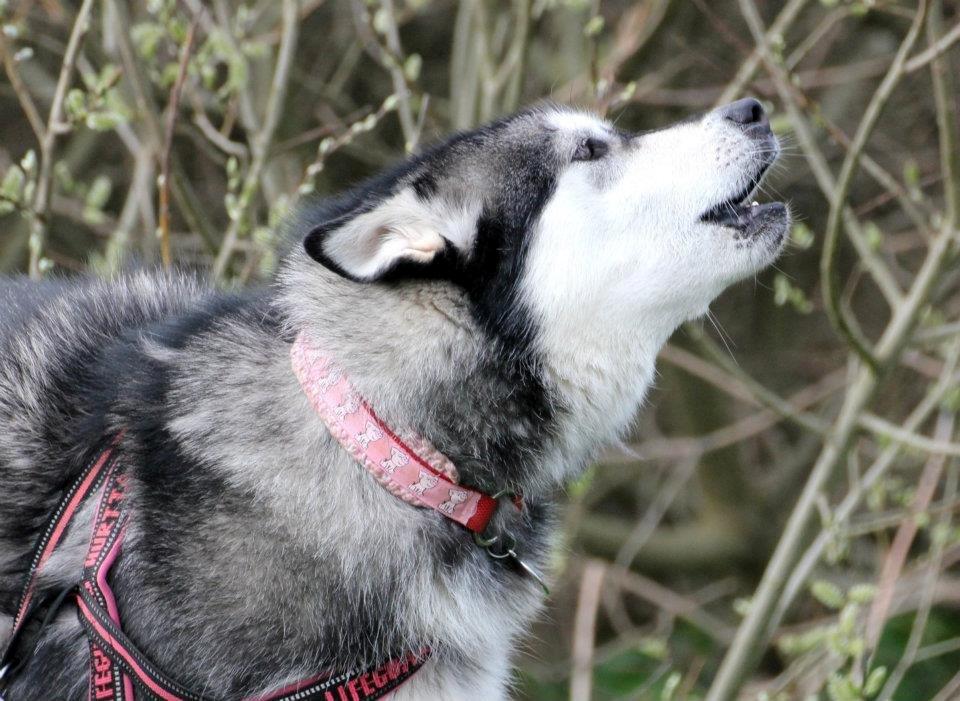 Alaskan malamute Laika *Aflivet* billede 3