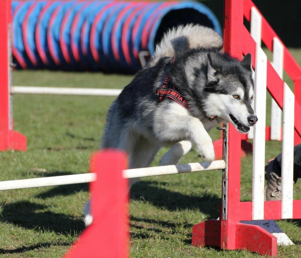 Alaskan malamute Laika *Aflivet* billede 10