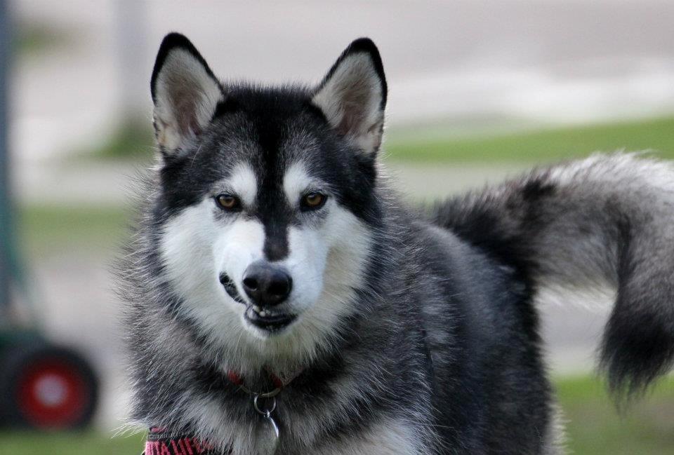 Alaskan malamute Laika *Aflivet* billede 1