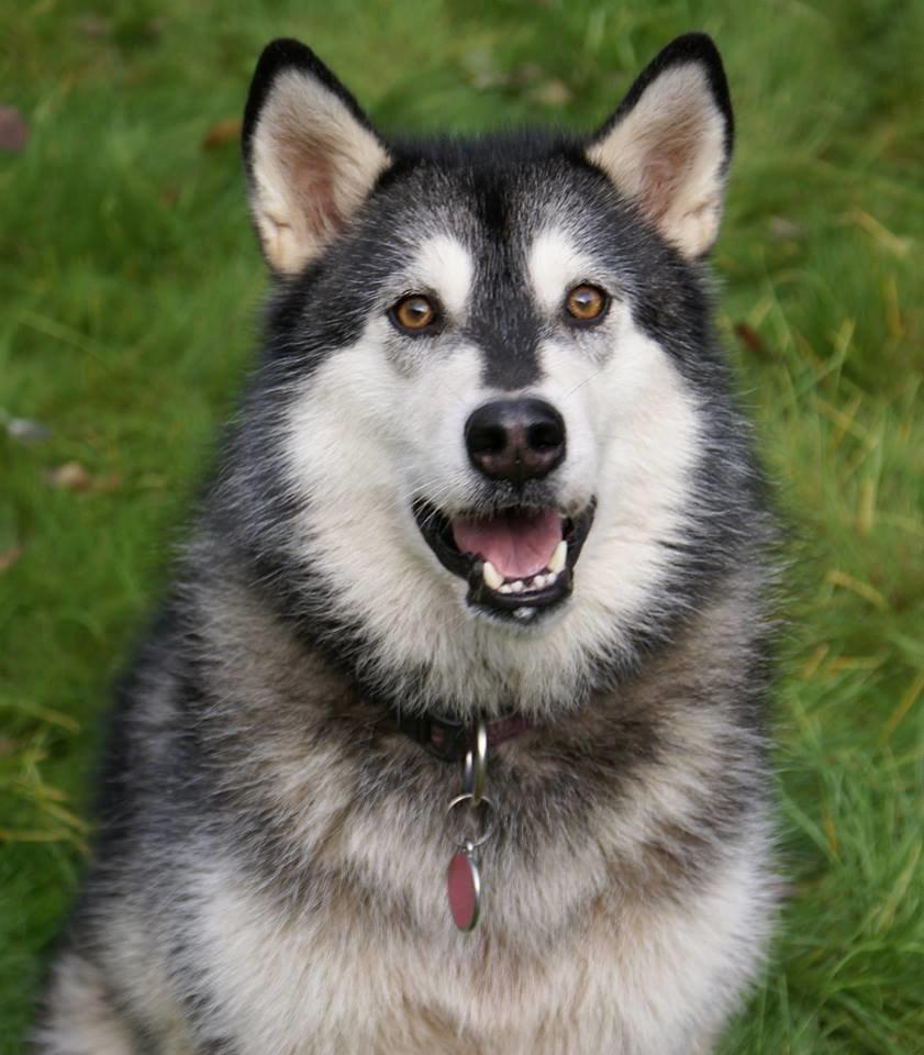 Alaskan malamute Laika *Aflivet* billede 48