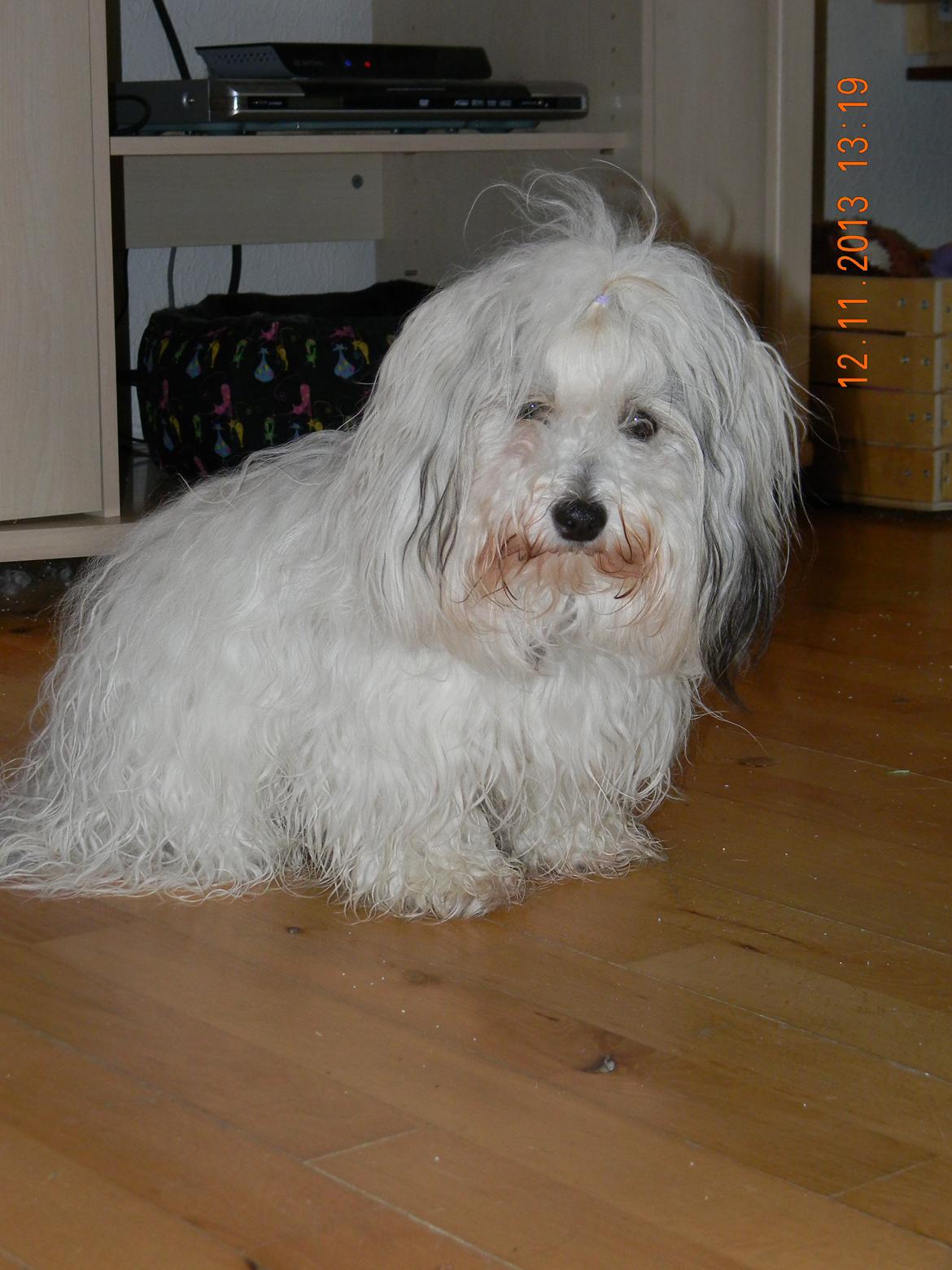 Coton de tulear Ziira billede 15