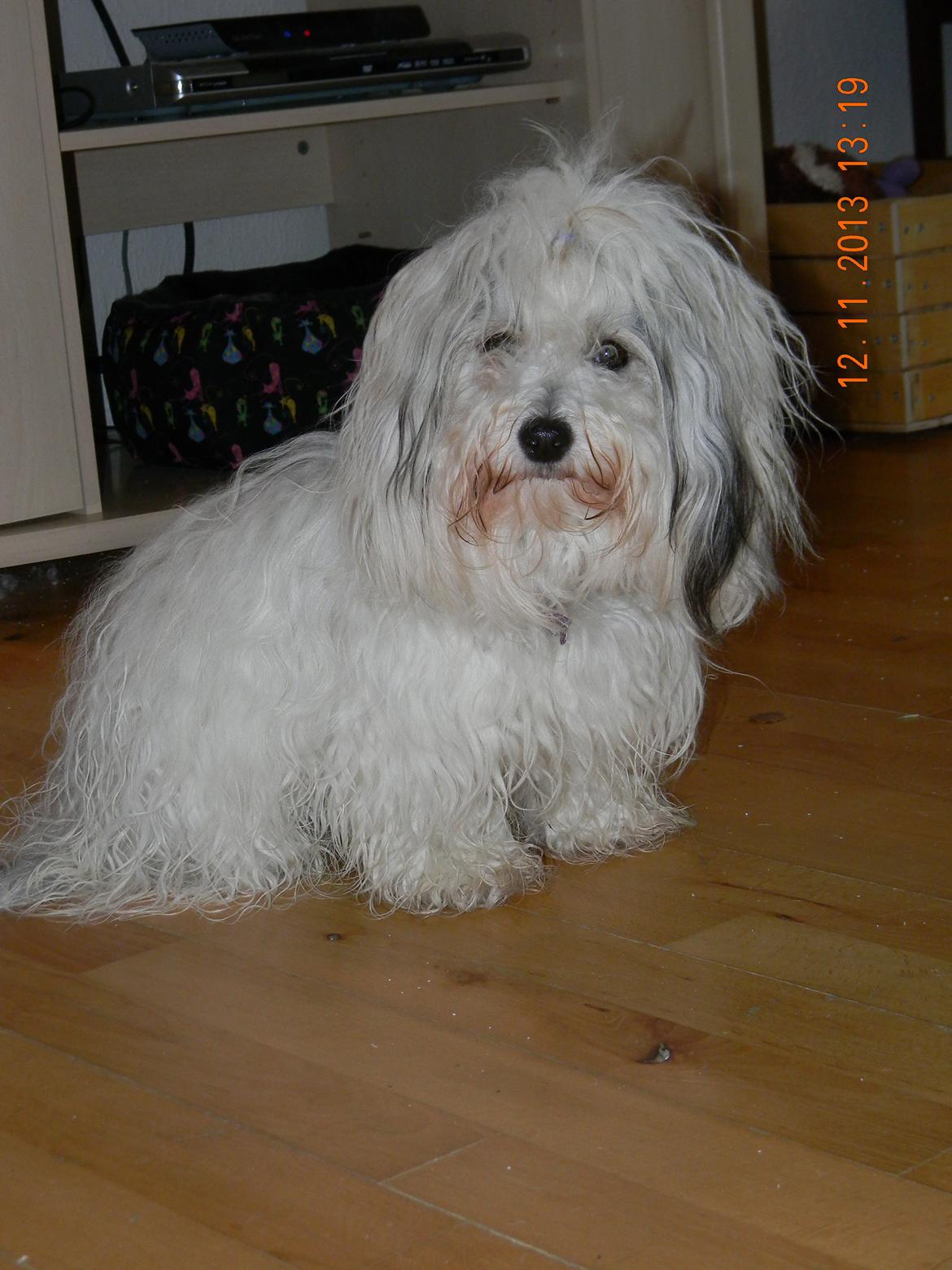 Coton de tulear Ziira billede 4