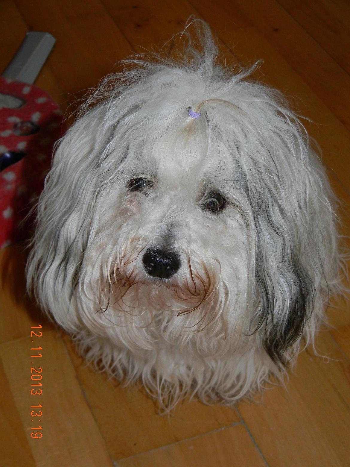 Coton de tulear Ziira billede 1