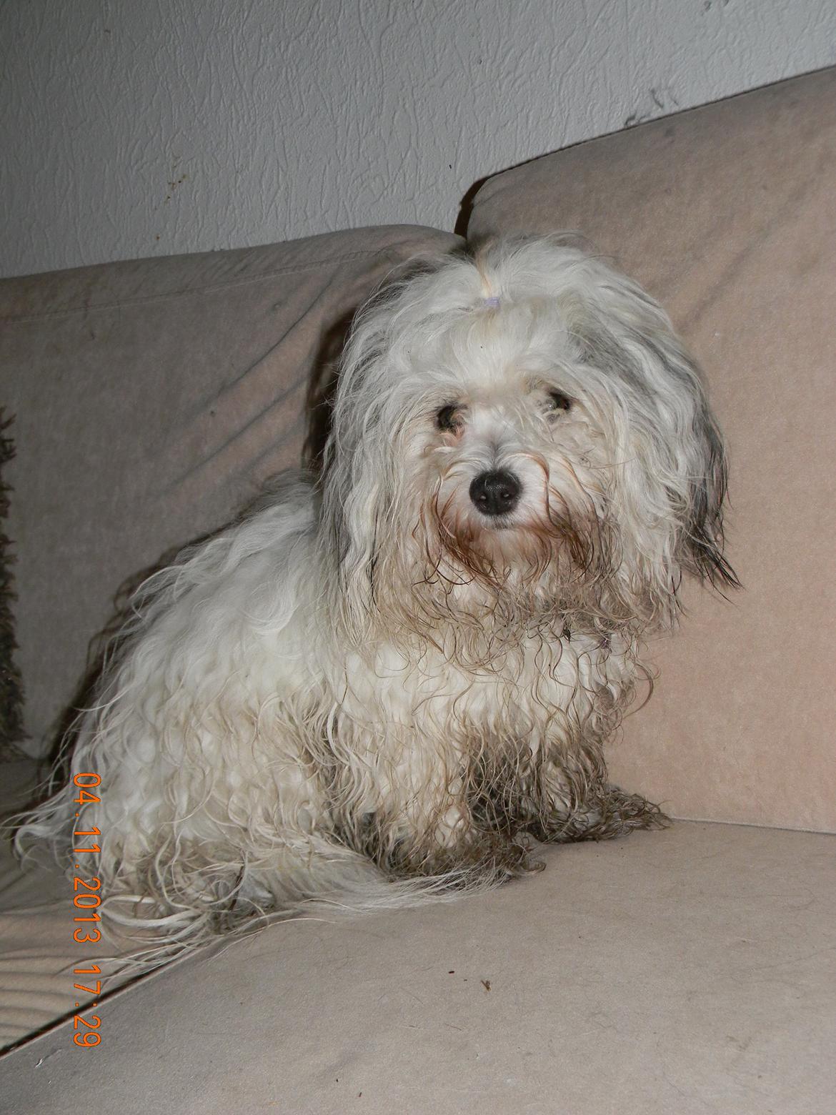Coton de tulear Ziira billede 11