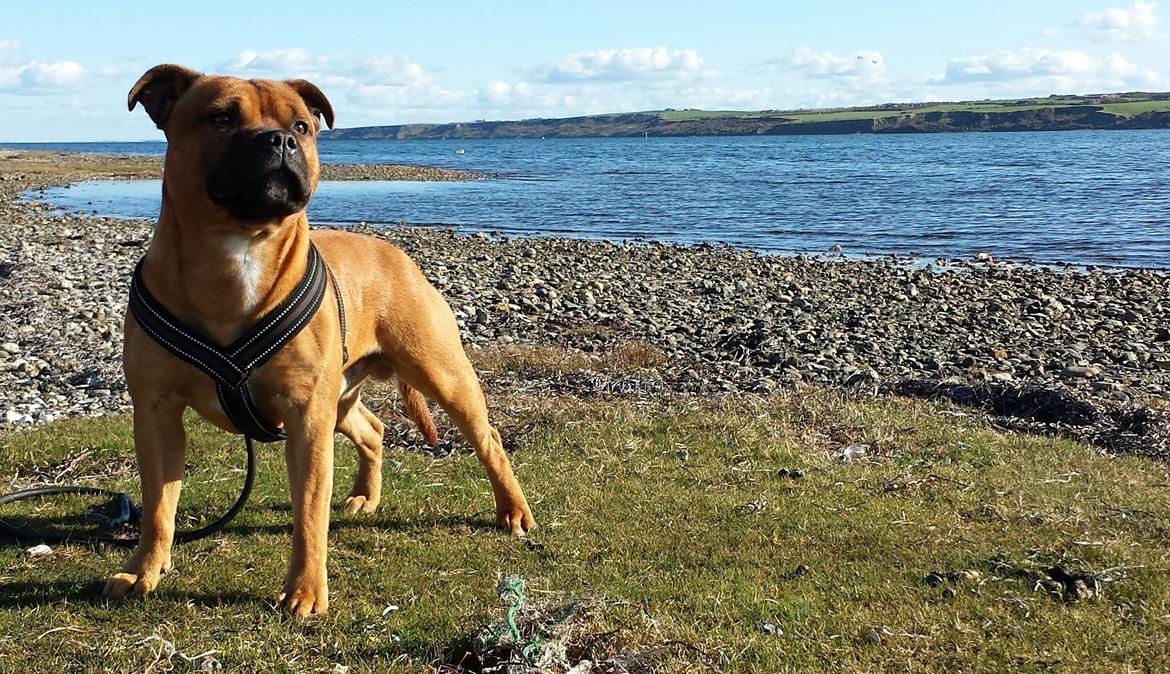 Staffordshire bull terrier Cooper - Nyder udsigten over Lemvig Fjord billede 30