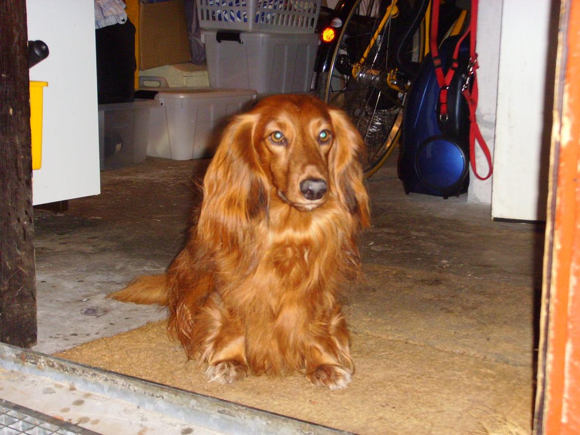 Gravhund Tiger billede 1