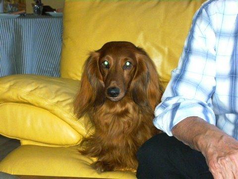 Gravhund Tiger billede 2